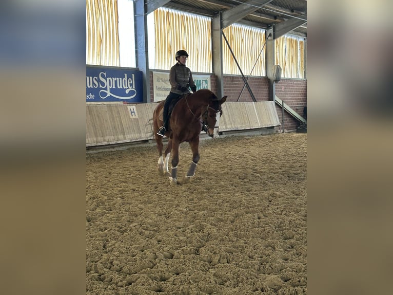 KWPN Castrone 18 Anni 175 cm Baio in Willich