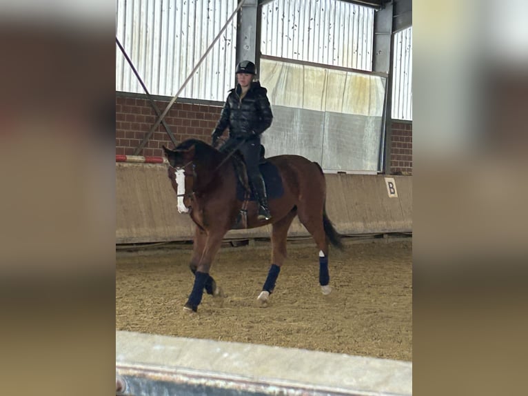 KWPN Castrone 18 Anni 175 cm Baio in Willich