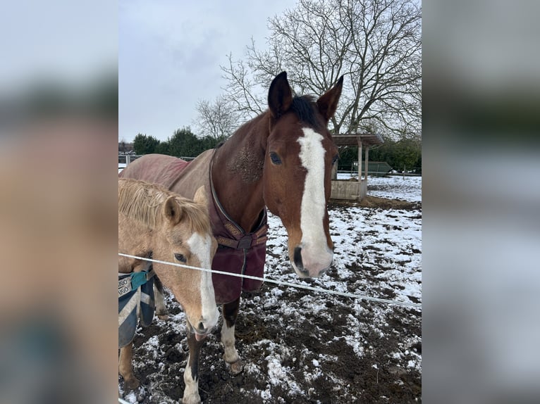 KWPN Castrone 18 Anni 175 cm Baio in Willich