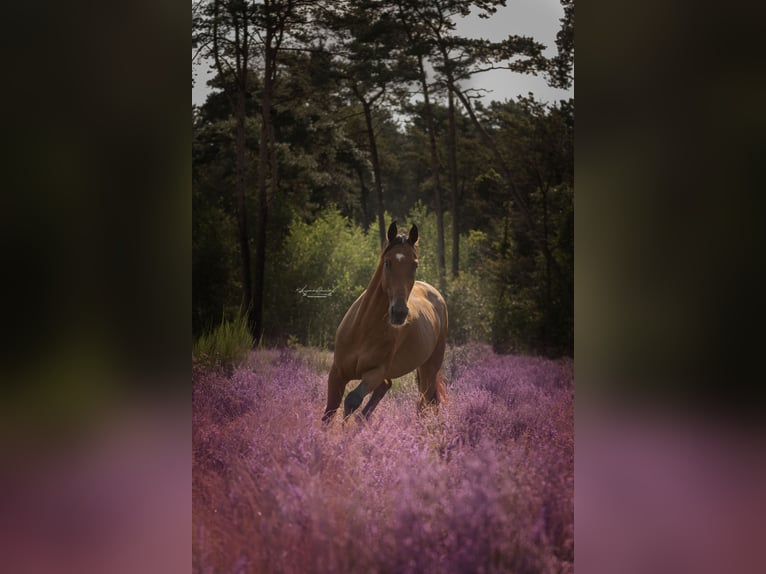 KWPN Castrone 19 Anni 168 cm Baio in Aarle-Rixtel