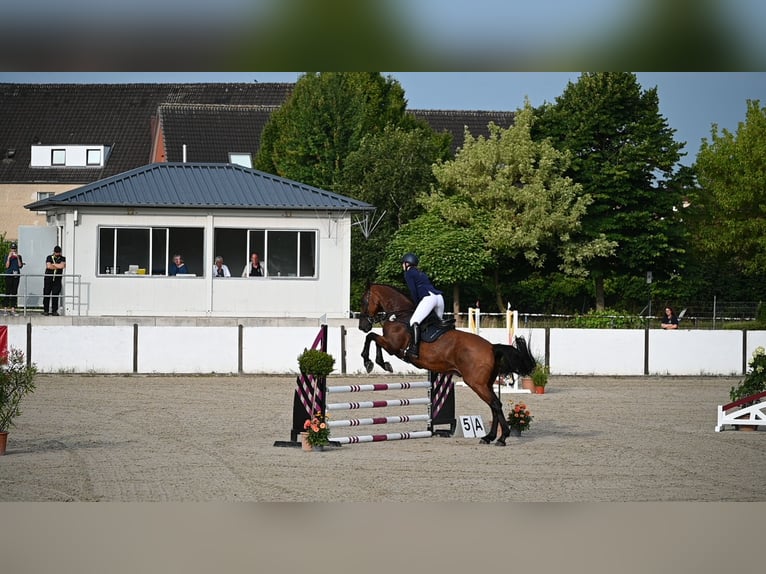 KWPN Castrone 19 Anni 178 cm Baio scuro in NorderstedtNorderstedt