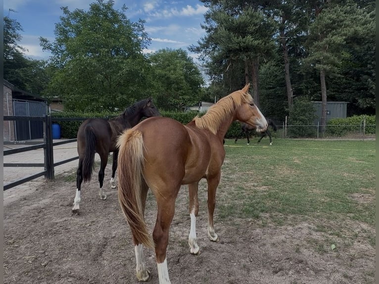 KWPN Castrone 1 Anno 170 cm Sauro in Maasbree