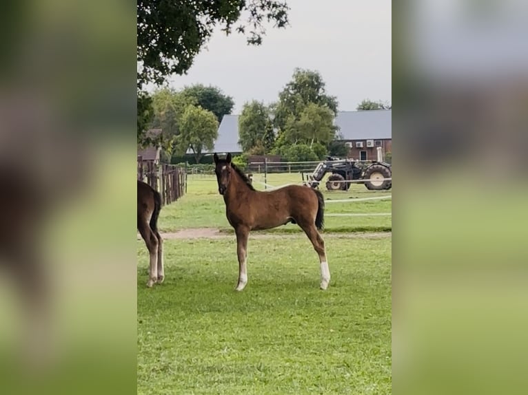 KWPN Castrone 1 Anno 173 cm Baio scuro in Maasbree
