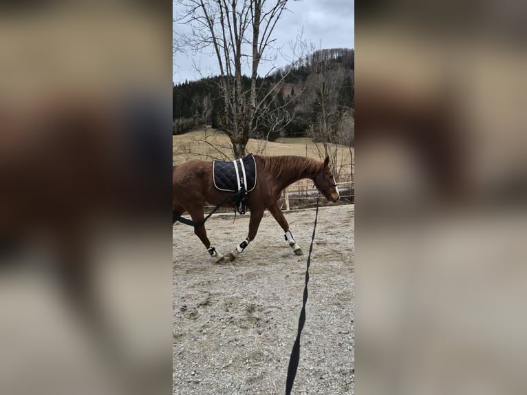 KWPN Castrone 21 Anni 178 cm Sauro in Türnitz