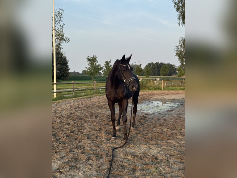 KWPN Castrone 23 Anni 173 cm Morello in Hamont-Achel