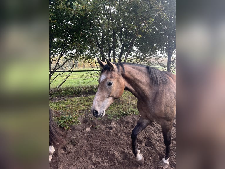 KWPN Castrone 2 Anni 154 cm Baio in Emmer-Compascuum