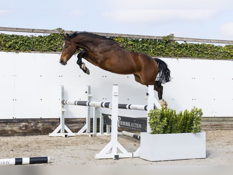 KWPN Castrone 2 Anni 154 cm in Waddinxveen