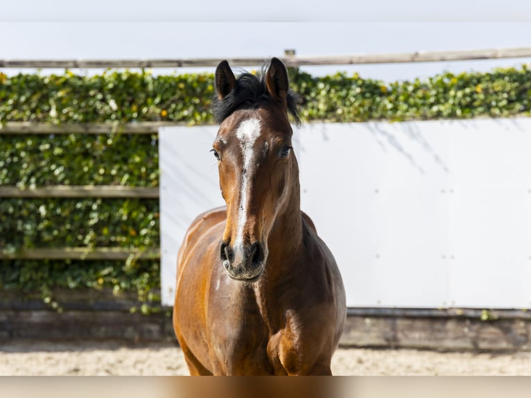 KWPN Castrone 2 Anni 154 cm in Waddinxveen