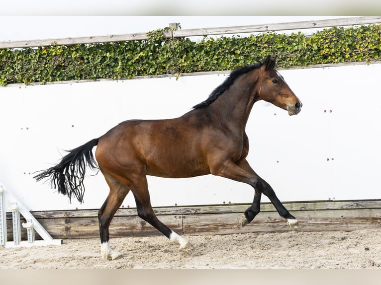 KWPN Castrone 2 Anni 154 cm in Waddinxveen