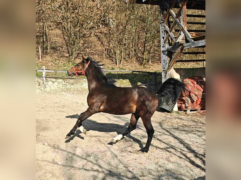 KWPN Castrone 2 Anni 155 cm Baio in Moravče