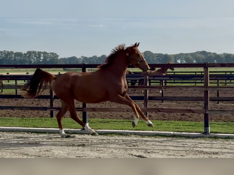 KWPN Castrone 2 Anni 160 cm Sauro scuro in Zieuwent