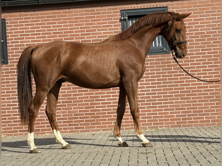 KWPN Castrone 2 Anni 160 cm Sauro scuro in Zieuwent