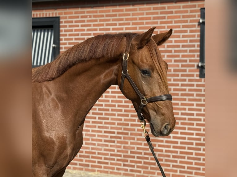 KWPN Castrone 2 Anni 160 cm Sauro scuro in Zieuwent