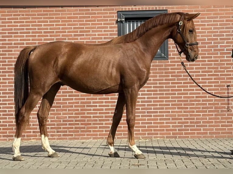 KWPN Castrone 2 Anni 160 cm Sauro scuro in Zieuwent