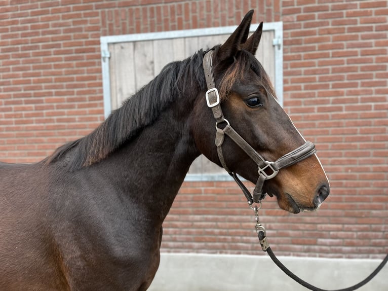 KWPN Castrone 2 Anni 161 cm Baio in Haaksbergen