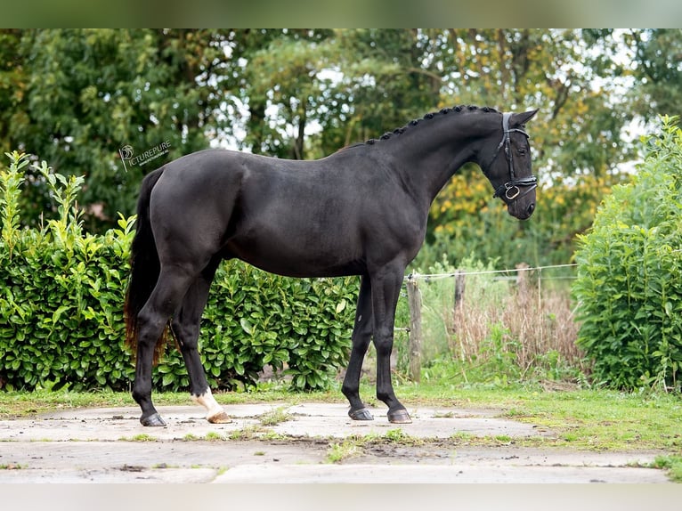 KWPN Castrone 2 Anni 163 cm Morello in Weert