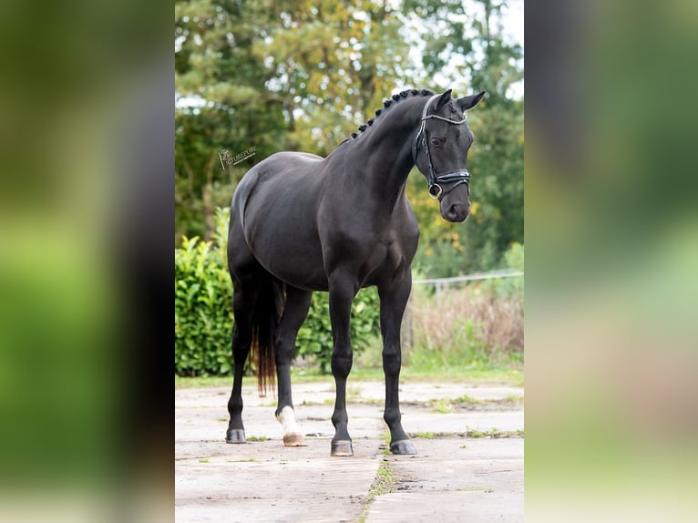 KWPN Castrone 2 Anni 163 cm Morello in Weert