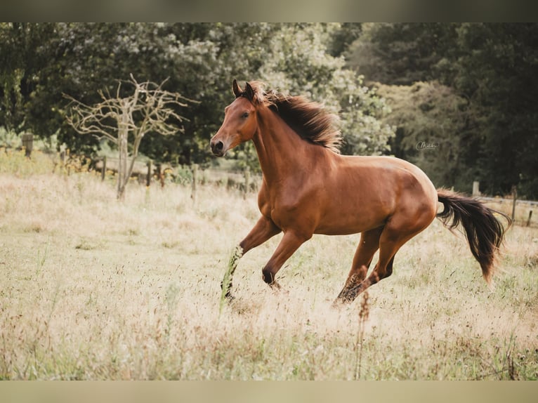 KWPN Castrone 2 Anni 165 cm Baio in Cromvoirt