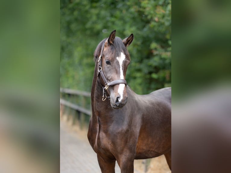 KWPN Castrone 2 Anni 167 cm Baio scuro in Oosterhout