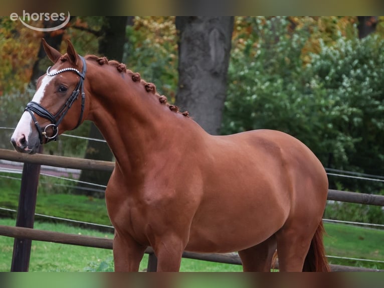 KWPN Castrone 2 Anni 167 cm Sauro in Loon op Zand