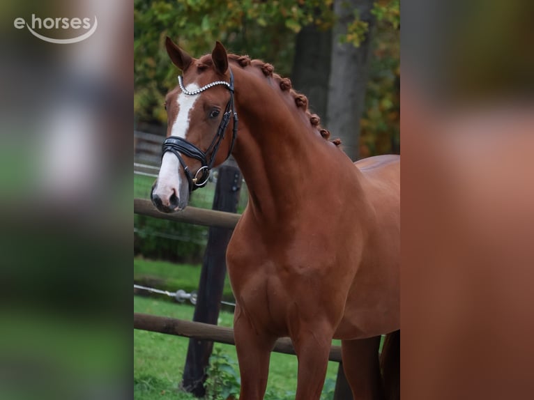 KWPN Castrone 2 Anni 167 cm Sauro in Loon op Zand