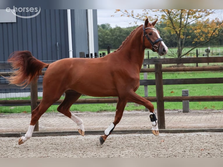 KWPN Castrone 2 Anni 167 cm Sauro in Loon op Zand