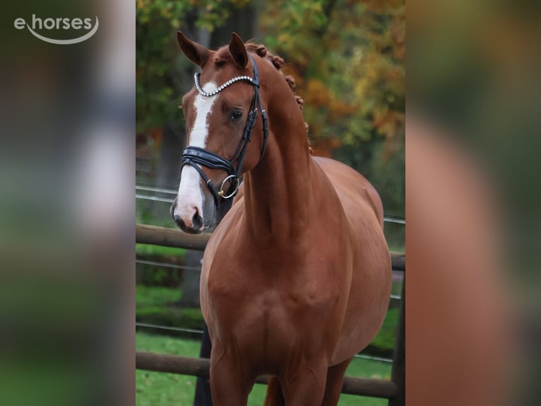 KWPN Castrone 2 Anni 167 cm Sauro in Loon op Zand