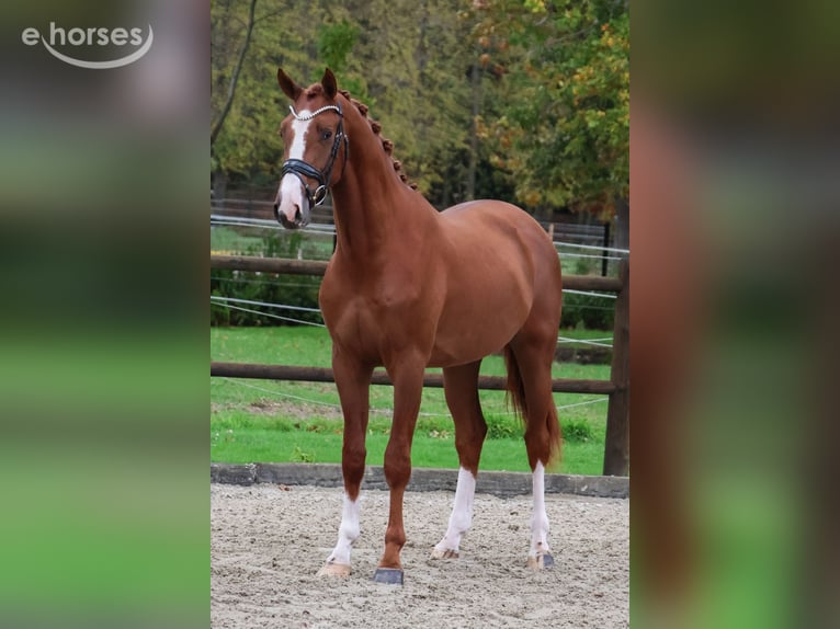 KWPN Castrone 2 Anni 167 cm Sauro in Loon op Zand
