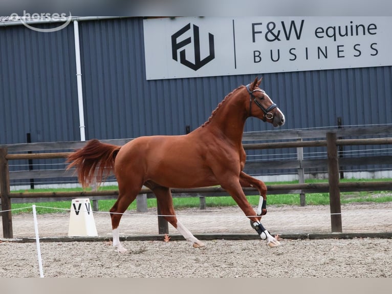 KWPN Castrone 2 Anni 167 cm Sauro in Loon op Zand