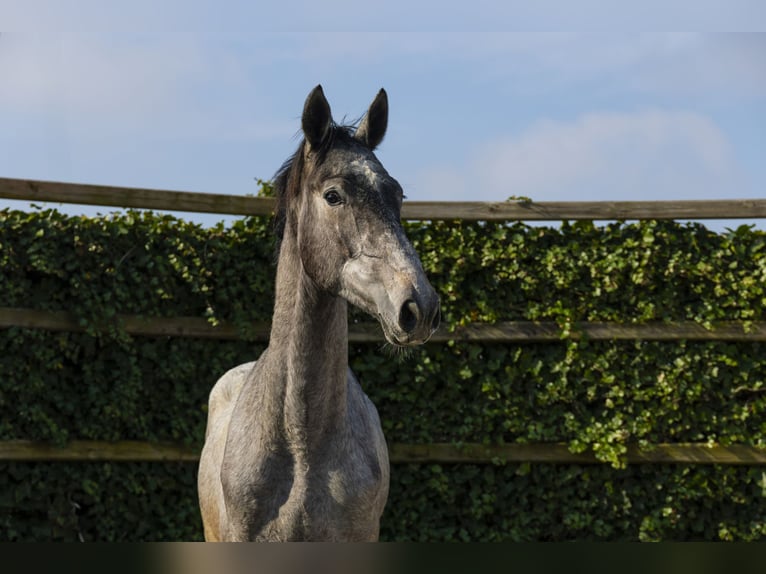 KWPN Castrone 2 Anni 168 cm in Waddinxveen