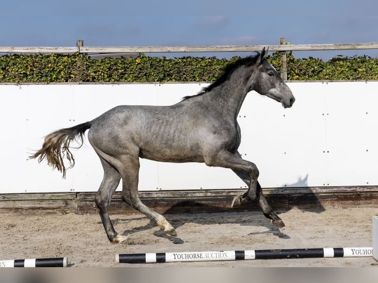 KWPN Castrone 2 Anni 168 cm in Waddinxveen
