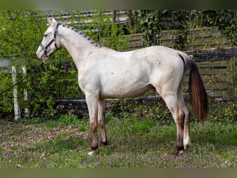 KWPN Castrone 2 Anni 168 cm Pelle di daino in Ede