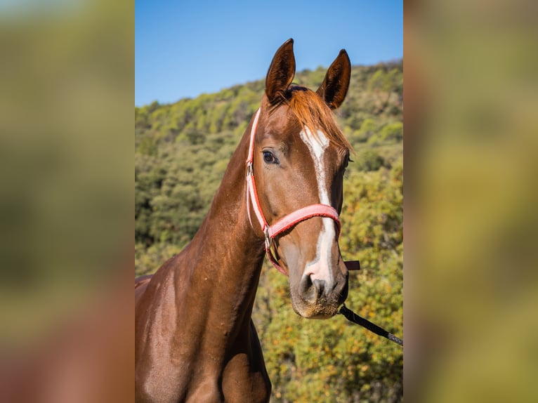 KWPN Castrone 2 Anni 168 cm Sauro in Santo Tome