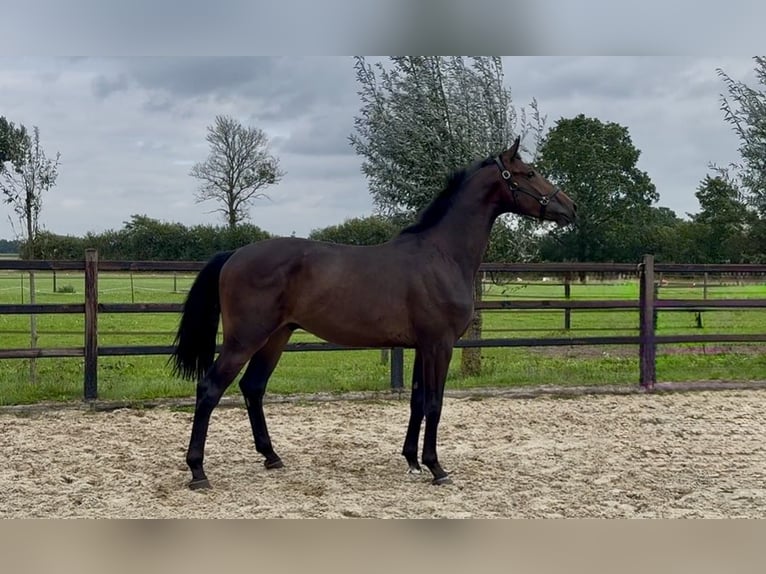KWPN Castrone 2 Anni 169 cm Baio scuro in Holten