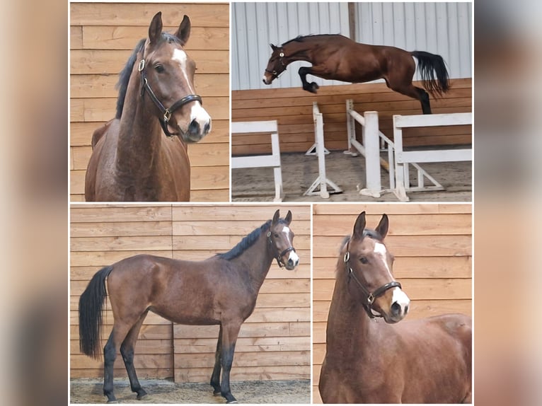 KWPN Castrone 2 Anni in Den Ham