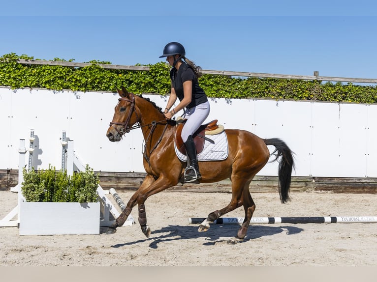 KWPN Castrone 3 Anni 154 cm Baio in Waddinxveen