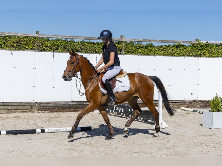 KWPN Castrone 3 Anni 154 cm Baio in Waddinxveen