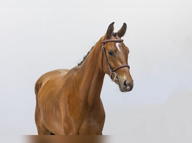 KWPN Castrone 3 Anni 154 cm Baio in Waddinxveen