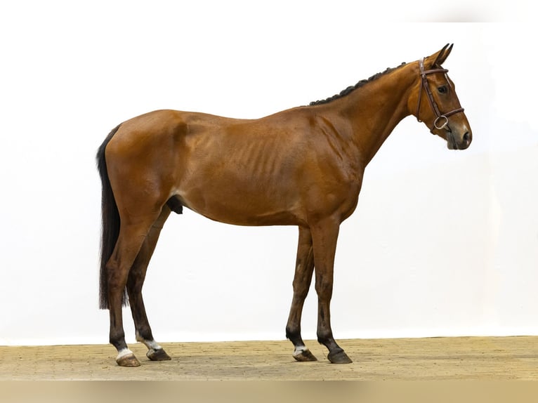 KWPN Castrone 3 Anni 154 cm Baio in Waddinxveen