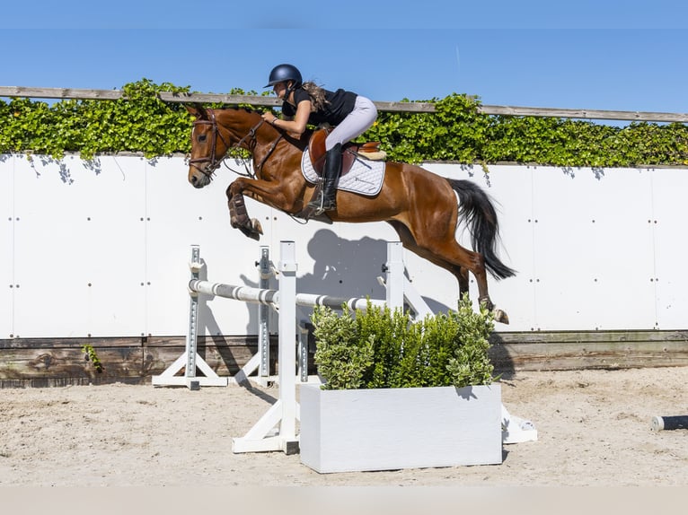 KWPN Castrone 3 Anni 154 cm Baio in Waddinxveen