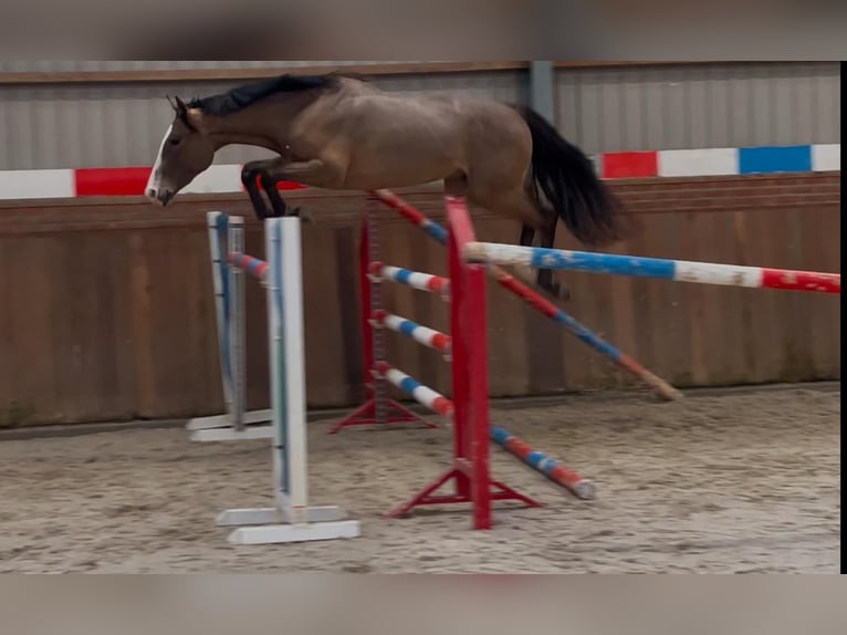 KWPN Castrone 3 Anni 159 cm Baio in Bocholt