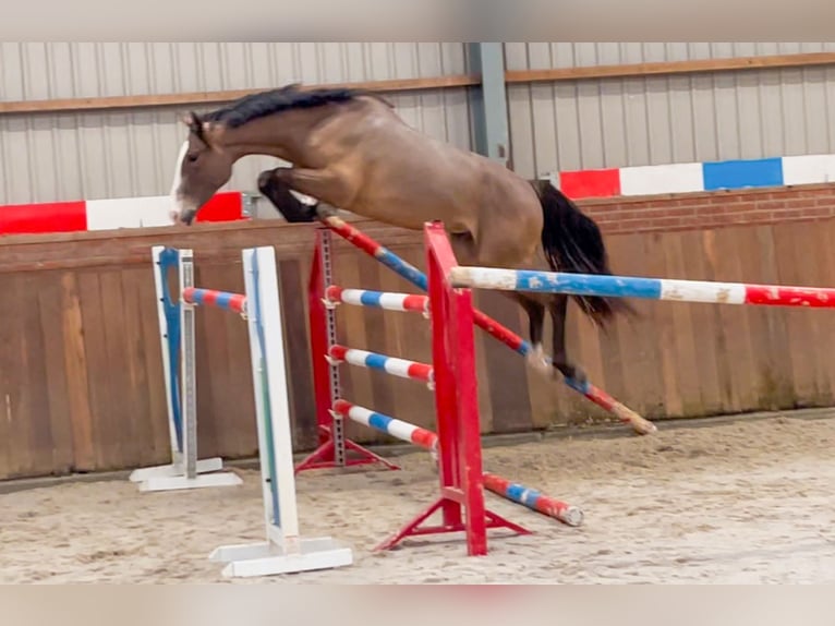 KWPN Castrone 3 Anni 159 cm Baio in Bocholt