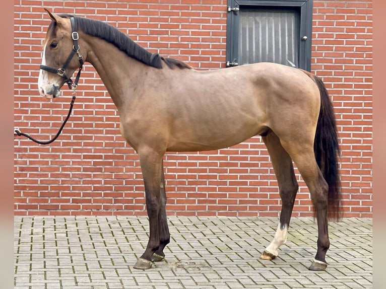 KWPN Castrone 3 Anni 159 cm Baio in Bocholt