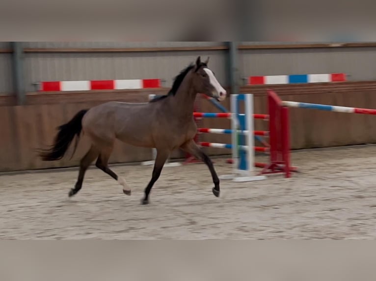 KWPN Castrone 3 Anni 159 cm Baio in Bocholt