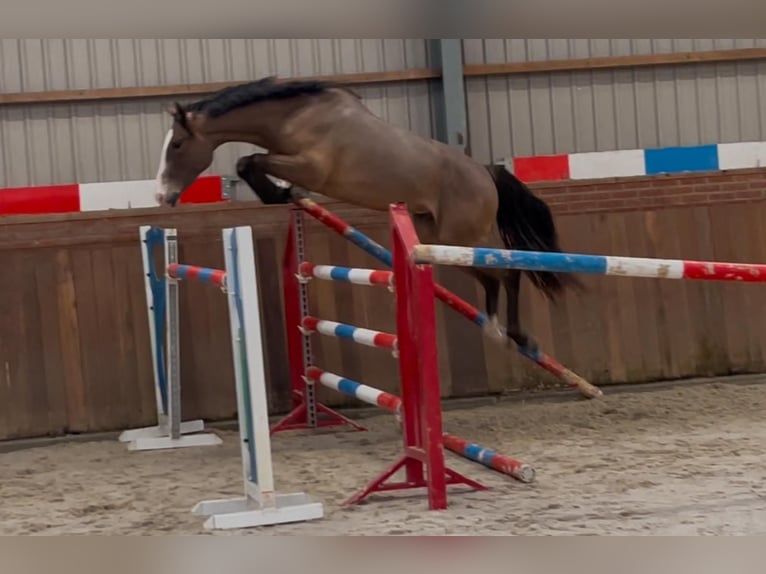 KWPN Castrone 3 Anni 159 cm Baio in Bocholt