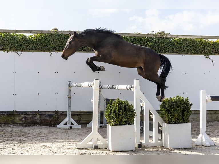 KWPN Castrone 3 Anni 159 cm Baio in Waddinxveen