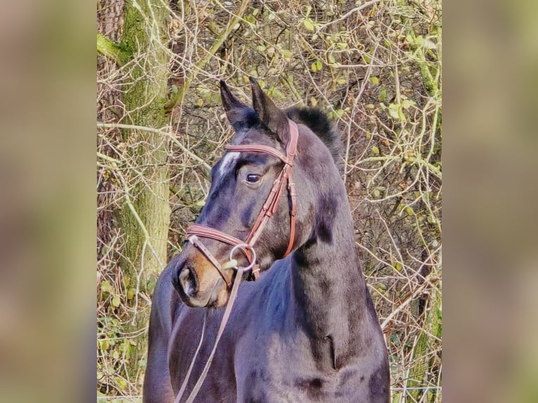 KWPN Castrone 3 Anni 160 cm Morello in Someren