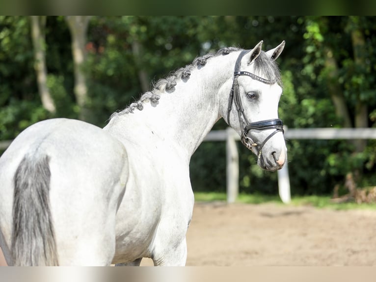 KWPN Castrone 3 Anni 161 cm Grigio in Britswert
