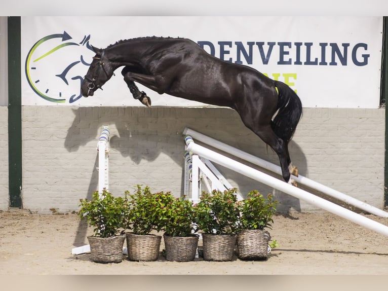 KWPN Castrone 3 Anni 161 cm Morello in Heerde