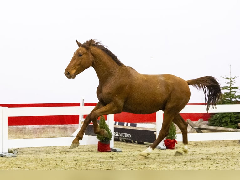 KWPN Castrone 3 Anni 161 cm Sauro scuro in Waddinxveen